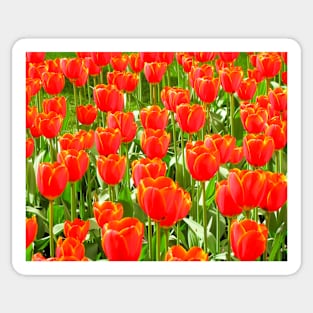 Red Tulips Sticker